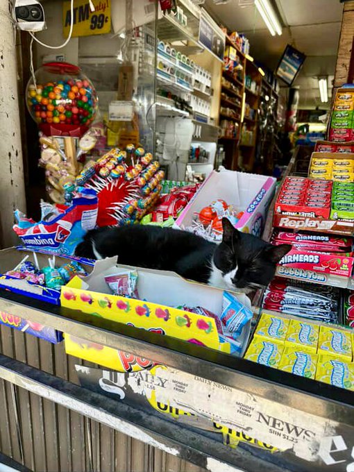 Real bodega cat from NYC